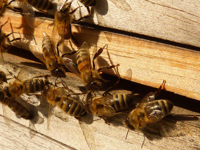 ApiscamMadrid's tweet photo. 🐝🐝 En #Apiscam representamos un modelo de #apicultura local y responsable, trabajamos con las instituciones para defenderlo. 

Únete a nuestro proyecto ▶️ https://t.co/MbobT34JTU  #SomosApicultores #Madrid #ComunidaddeMadrid #sostenibilidadv https://t.co/BN0xXMJpeU