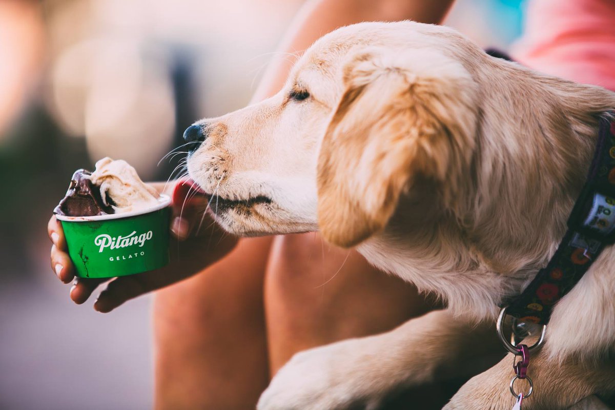 Come on out for Yappy Hour this evening at <a href="/Pitango_Admo/">pitango.admo</a> from 5-7 pm! Sip on an <a href="/Aperol_Spritz/">Aperol Spritz</a> 🍹, snack on gelato 🍨 while supporting animal rescue! 
﹡10% of beverage proceeds will be donated to <a href="/CityDogsRescue/">City Dogs & City Kitties Rescue</a>﹡
#yummy #italy #cocktails #gelato