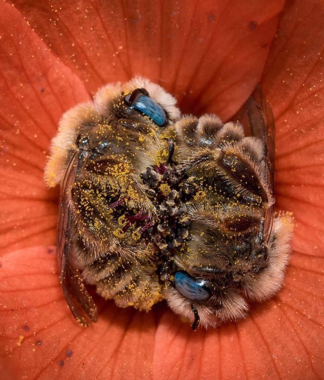 BudBees's tweet photo. Two bees sleeping in a globe mallow flower - Val Pom, Facebook https://t.co/iNKu0pzdOb