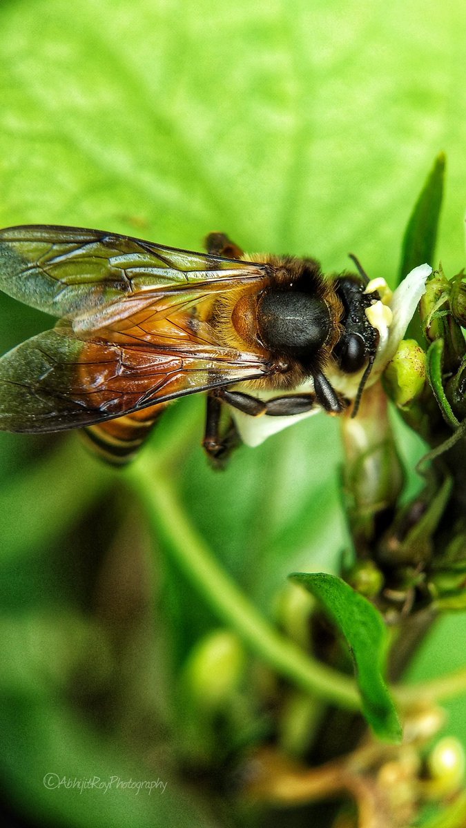 aroycrony's tweet photo. Bee collecting nectar .......
Shot on #mia1 with #indoprosumer
#mobilephotography #mia1click #miindia #mia1photography #mia1photography📷 #seek2click https://t.co/nLxCG2Au7k