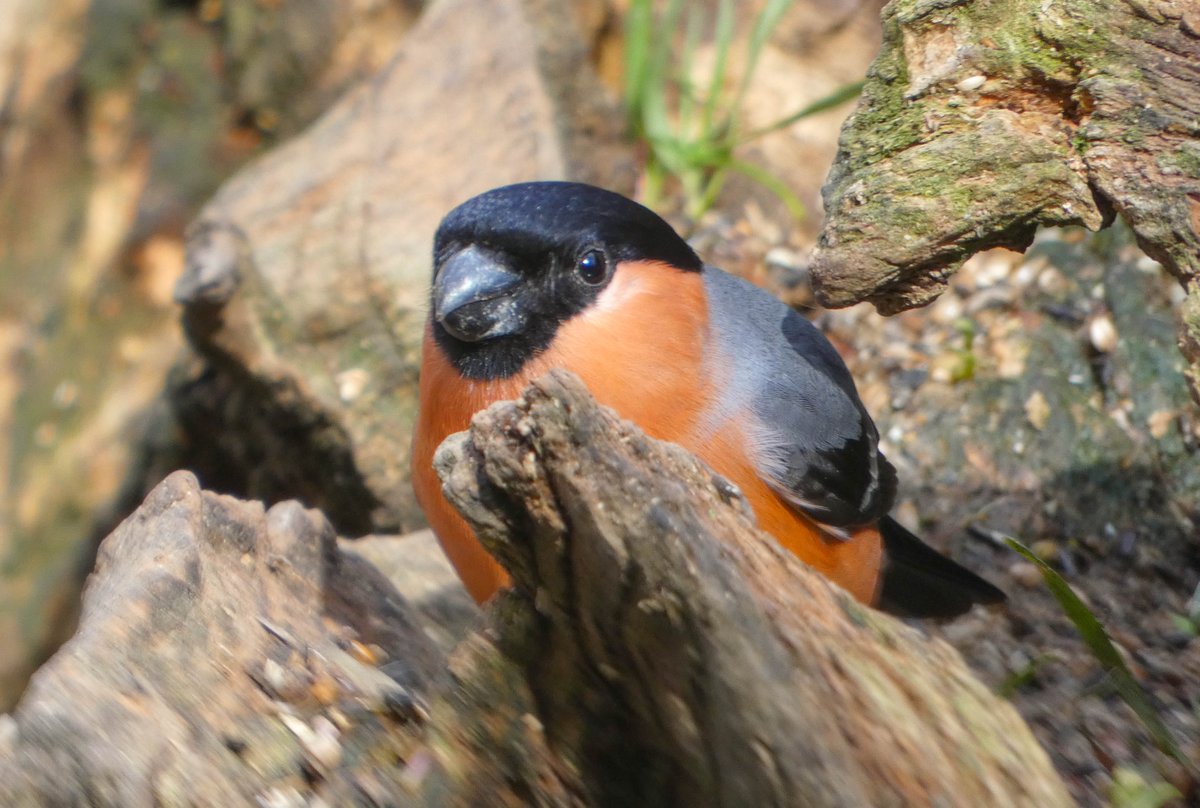 Wildlife_102's tweet photo. #WildlifePhotography RT mel_rowell: Some beautiful bullfinch at cromwellbottom, to brighten up a cold, miserable day.Thanks for likes, comments and retweets. Natures_Voice Hudds_BWC Britnatureguide NatureUK wildlife_uk Brighouse_Echo #TwitterNatureCommun… https://t.co/S16paYFSYG