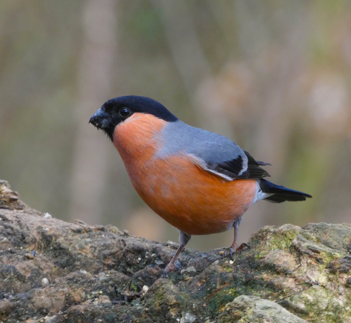 Wildlife_102's tweet photo. #WildlifePhotography RT mel_rowell: Some beautiful bullfinch at cromwellbottom, to brighten up a cold, miserable day.Thanks for likes, comments and retweets. Natures_Voice Hudds_BWC Britnatureguide NatureUK wildlife_uk Brighouse_Echo #TwitterNatureCommun… https://t.co/S16paYFSYG