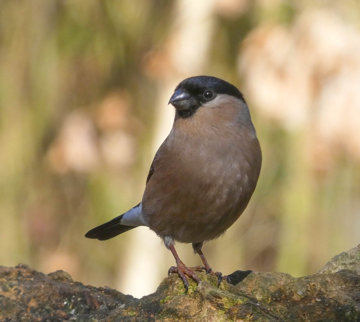 Wildlife_102's tweet photo. #WildlifePhotography RT mel_rowell: Some beautiful bullfinch at cromwellbottom, to brighten up a cold, miserable day.Thanks for likes, comments and retweets. Natures_Voice Hudds_BWC Britnatureguide NatureUK wildlife_uk Brighouse_Echo #TwitterNatureCommun… https://t.co/S16paYFSYG