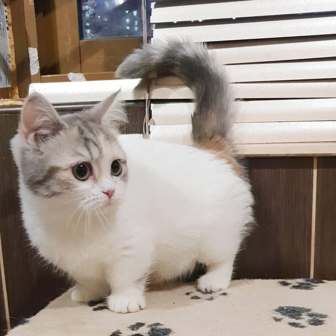 DeviFP's tweet photo. Numpang promo ya gengs 
jadi bagi yang berencana dan pengen adopt kitten scottish fold/ muchkin bisa japri yah atau kalo mau tanya2 dulu bole, DM atau WA di 085729590488
maacih 😘 https://t.co/Mb45g16SOe