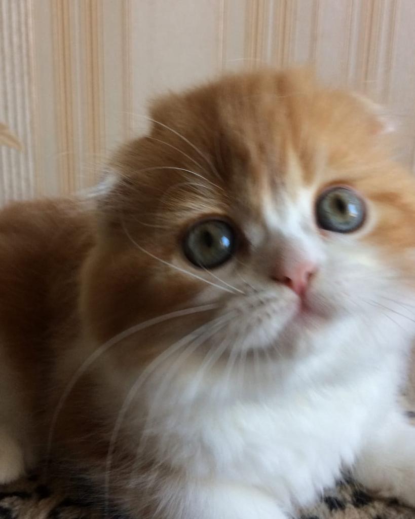 DeviFP's tweet photo. Numpang promo ya gengs 
jadi bagi yang berencana dan pengen adopt kitten scottish fold/ muchkin bisa japri yah atau kalo mau tanya2 dulu bole, DM atau WA di 085729590488
maacih 😘 https://t.co/Mb45g16SOe