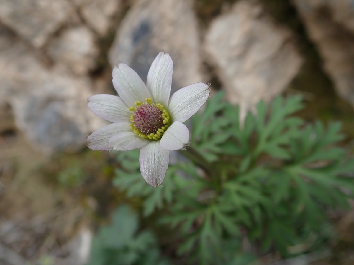 MojaveMills's tweet photo. Here are some early springtime arrivals in the Nopah Range. This weekend was heavy on the white flowers: 1. #Anemopsis tuberosa, 2. #Monoptilon belli-something, 3. #Cryptantha, and 4. #Chaenactis. I'm looking forward to more color, especially #Eremalche rotundofolia!! https://t.co/FzRhqsRbZS