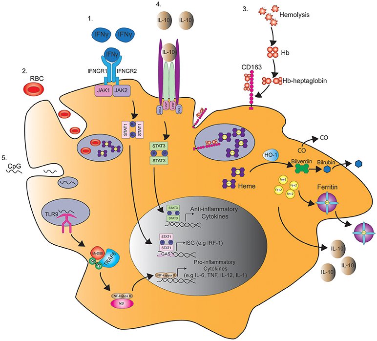 shop advances in enzymology and related areas of molecular biology mechanism