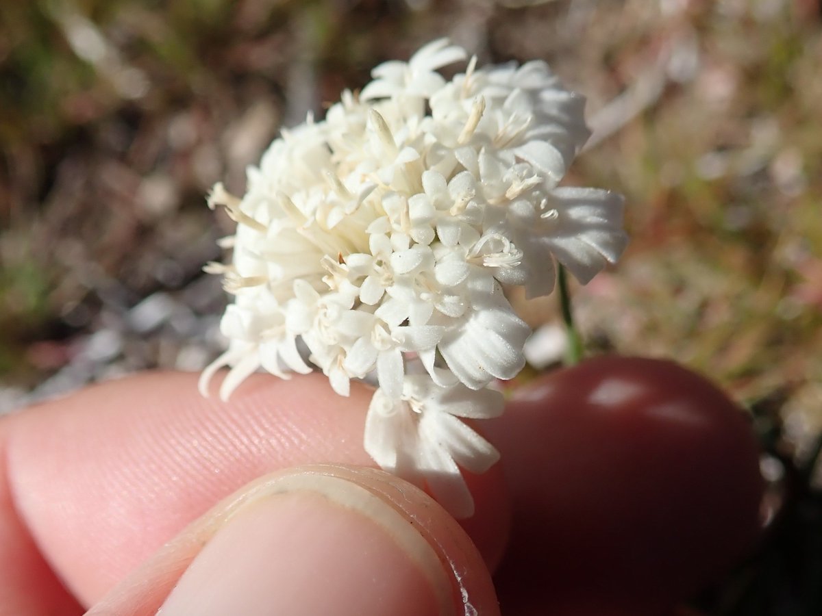 MojaveMills's tweet photo. Here are some early springtime arrivals in the Nopah Range. This weekend was heavy on the white flowers: 1. #Anemopsis tuberosa, 2. #Monoptilon belli-something, 3. #Cryptantha, and 4. #Chaenactis. I'm looking forward to more color, especially #Eremalche rotundofolia!! https://t.co/FzRhqsRbZS