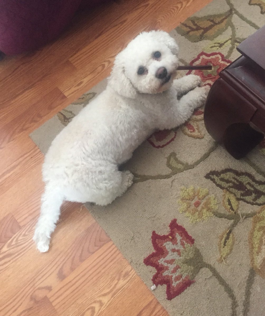 DaniPoulin's tweet photo. @StevenRosenbaum @isagutierreznbc @SOConnell13 @Sint_89 Jax is ready! https://t.co/KtUSGudnSL
