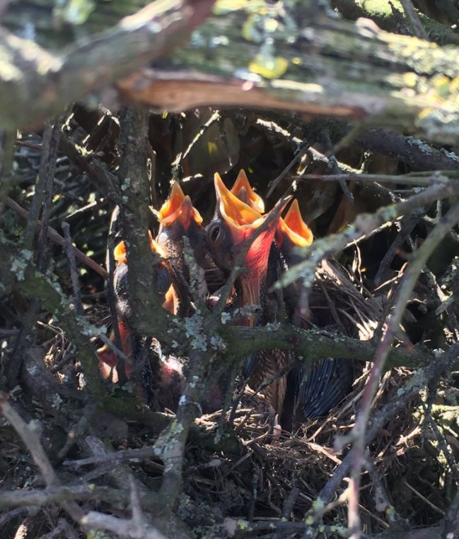 Tyler_Grange's tweet photo. It's #nestingbird season. Give us a call to speak to a in-house ecologist in any of our five offices all over the UK who can give you expert advice on the upcoming ecology survey season. #ecology #nature https://t.co/y3NPsU9XdD