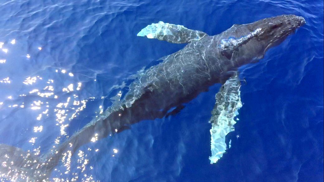 TravelShackHI's tweet photo. We have only about a month left of humpback whale season in Hawaii before the sea giants will begin their voyage across the Pacific back to their Alaskan home for the summer! https://t.co/0zyYwrAQWt
