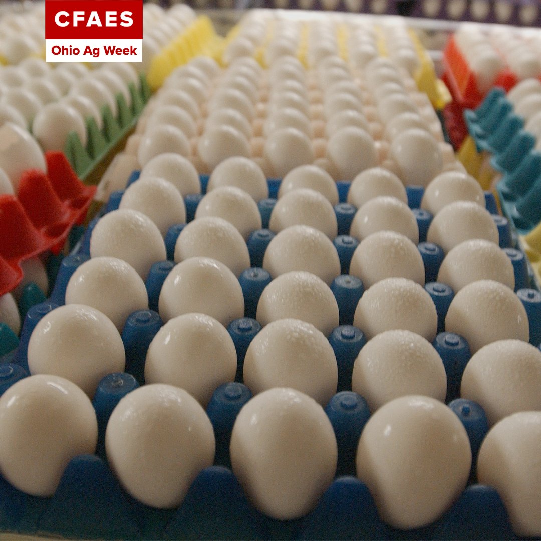 CFAES_OSU's tweet image. Did you know that Ohio ranks third nationally in egg production and fourth in tomato production? If you know any farmers, show them your appreciation during #OhioAgWeek!
