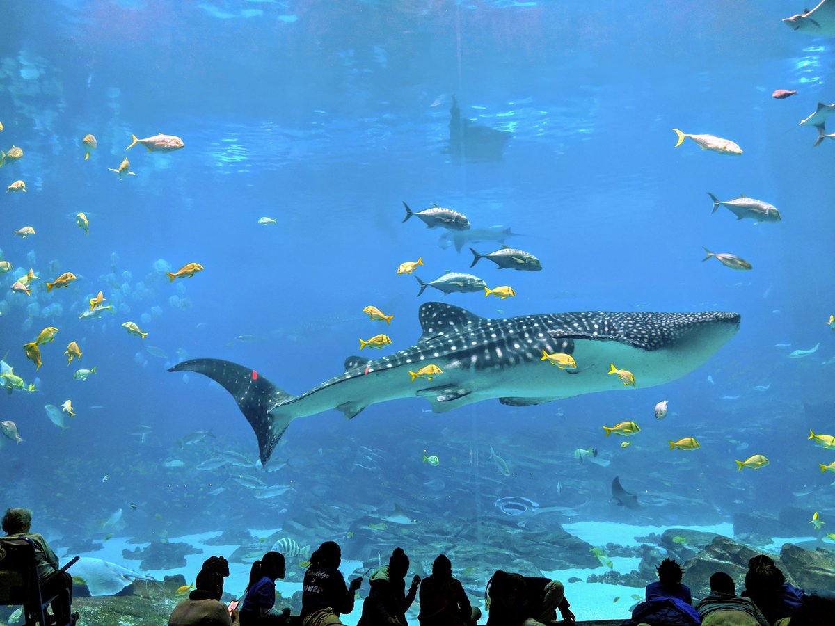 RodJones_Nash's tweet photo. Beautiful day at the Georgia Aquarium. FRA Photography Interim is getting great photos of these creatures. 
@Ross_Bolen @FRApanthers @FRAHEADofUS https://t.co/YdoZETCIM5