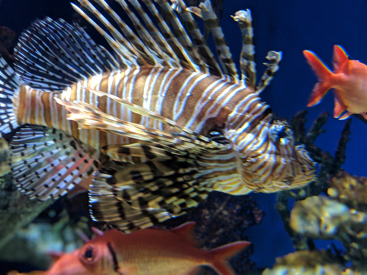 RodJones_Nash's tweet photo. Beautiful day at the Georgia Aquarium. FRA Photography Interim is getting great photos of these creatures. 
@Ross_Bolen @FRApanthers @FRAHEADofUS https://t.co/YdoZETCIM5
