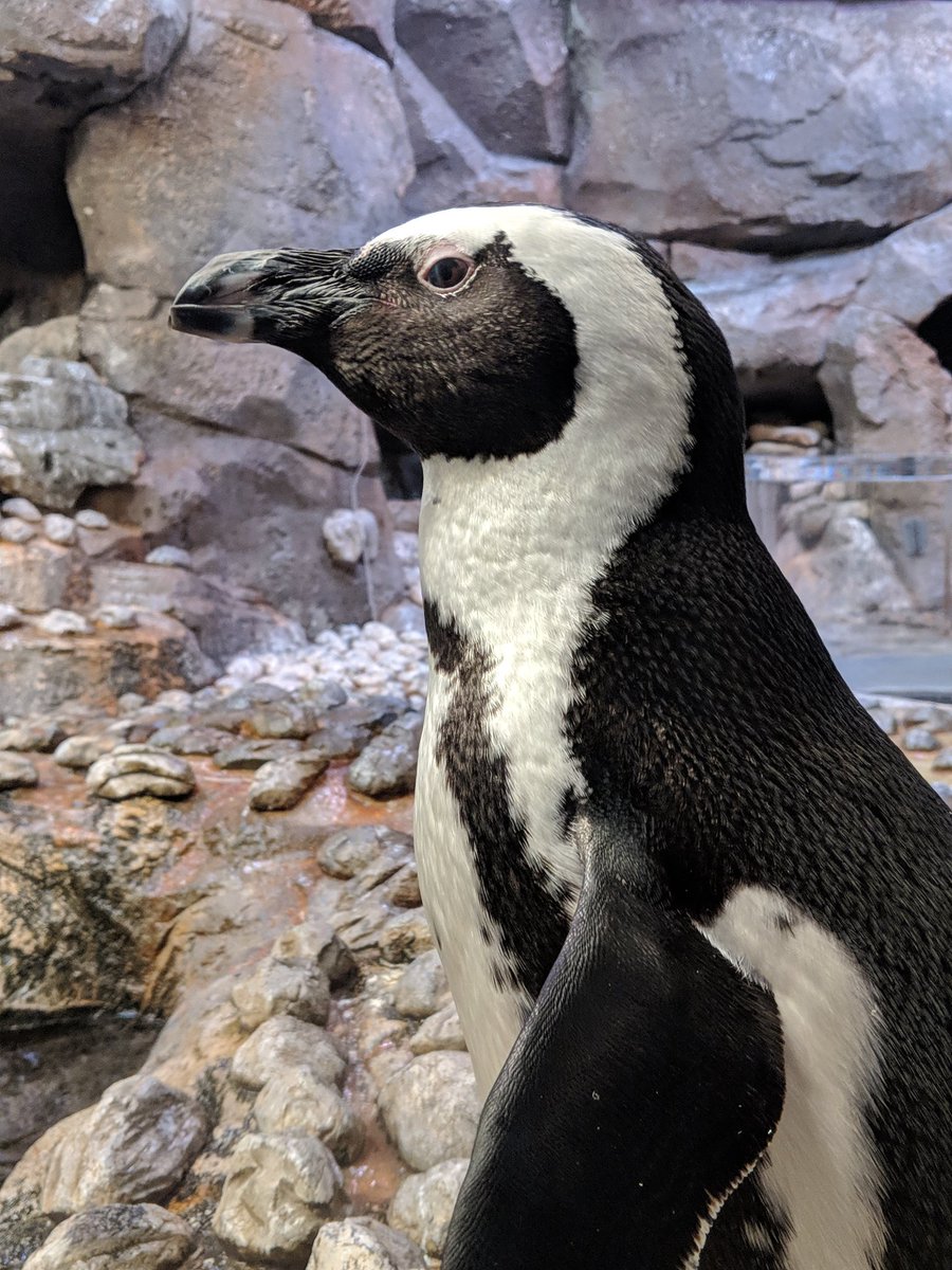 RodJones_Nash's tweet photo. Beautiful day at the Georgia Aquarium. FRA Photography Interim is getting great photos of these creatures. 
@Ross_Bolen @FRApanthers @FRAHEADofUS https://t.co/YdoZETCIM5