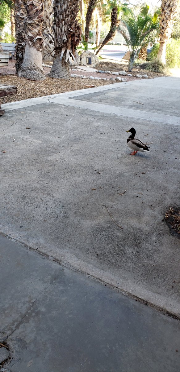 GEKPR35's tweet photo. So I was w/ some Recruits on a campus tour yesterday &amp; ran into these quacks they seemed to be lost!?!?! 🦆 #wrongbird #WeAreTheRoadrunners
@COD_Athletics https://t.co/JeL0jXqZWT