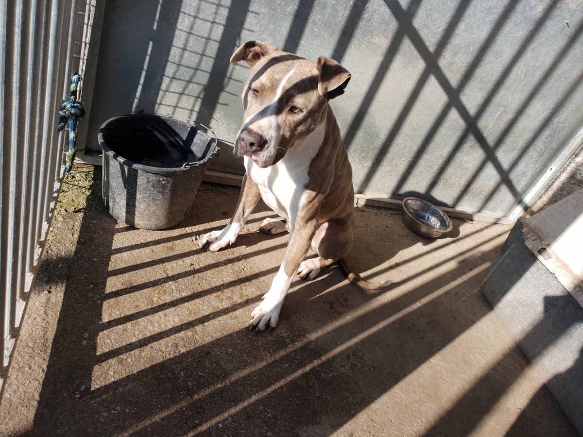 Soy Dalí, me gusta mucho el sol, pero a través de unas rejas como que no es lo mismo. ¿Alguien me ayuda a que pueda tomar el sol relajadito en un parque? Con una camita en casa también me conformo, no pido mucho.
Contacto: adoptasospitbull@gmail.com