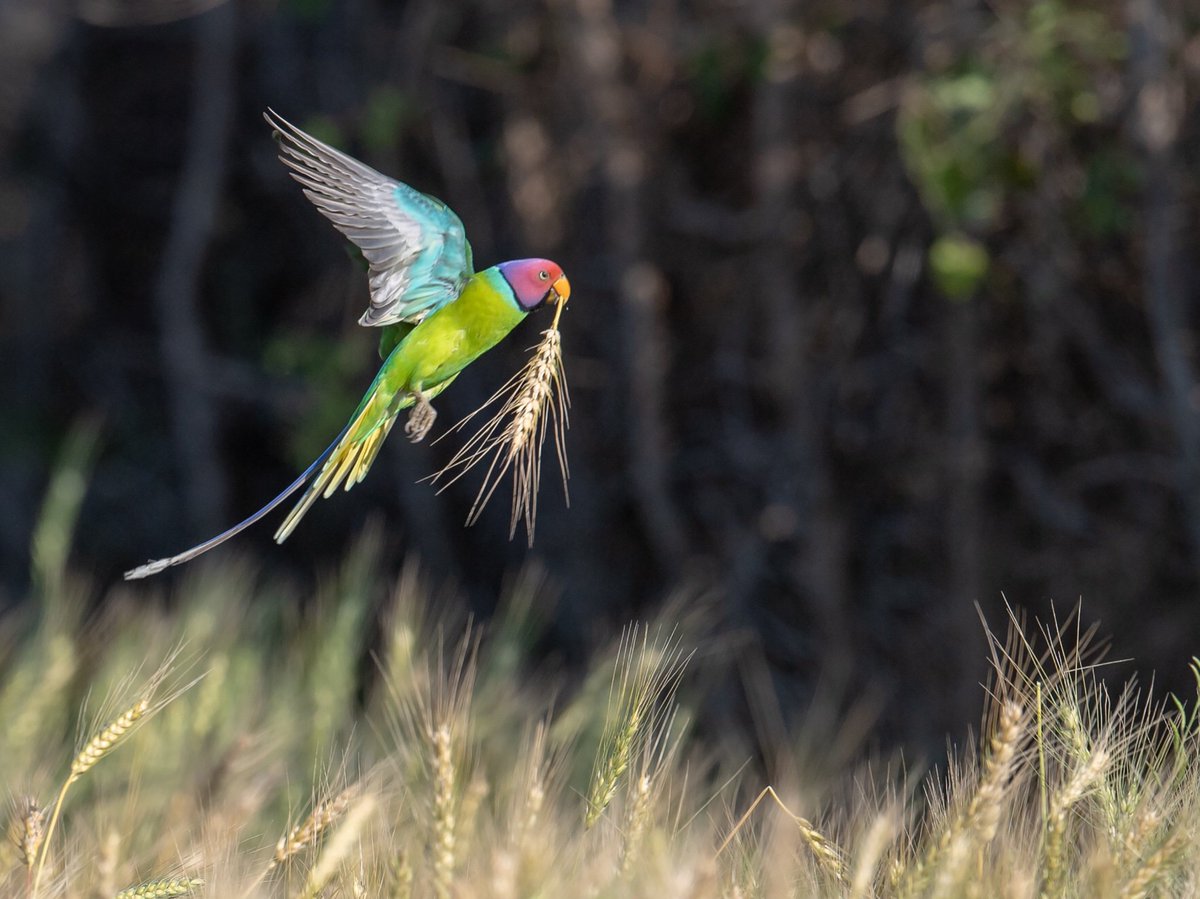 Tedsmithimages's tweet photo. Caught red-handed! Plum-headed Parakeet in Satpura, fantastic birds 😊 https://t.co/Y62yjeAo6r