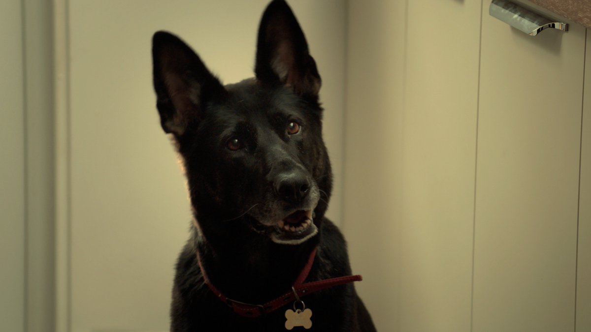 the life of dogs netflix