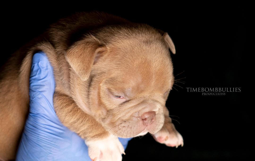 THEREALTIMEBOMB's tweet photo. Facebook is down. . Good time to explore Twitter I guess! Check out this lil keeper puppy! His name is Michael! #TIMEBOMBBULLIES #americanbully #exoticdogs #stud #FacebookDown #twittertime https://t.co/ccp0hZHwyS