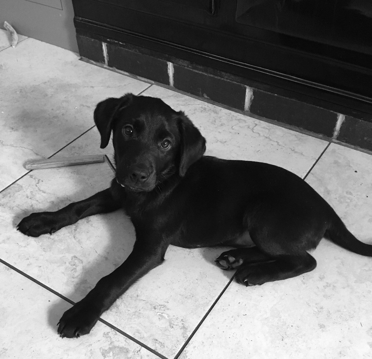 LemonSodaHenley's tweet photo. Oh tiny Otto - I don’t think much cleaning will get done while you’re being so impossibly cute! 💙🐾🐾 #dogsoflemonsoda https://t.co/LsVsdyRNIB