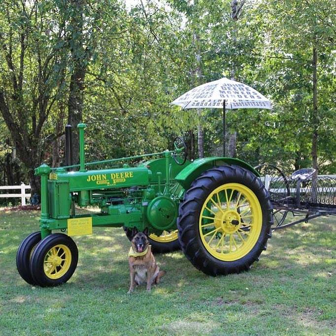#NationalK9VeteransDay Retired #USArmy #MilitaryPolice and #AfghanistanWar #Veteran Mickey. ~ submitted by Jeanne &amp; Brian Chase of Concord, New Hampshire.
