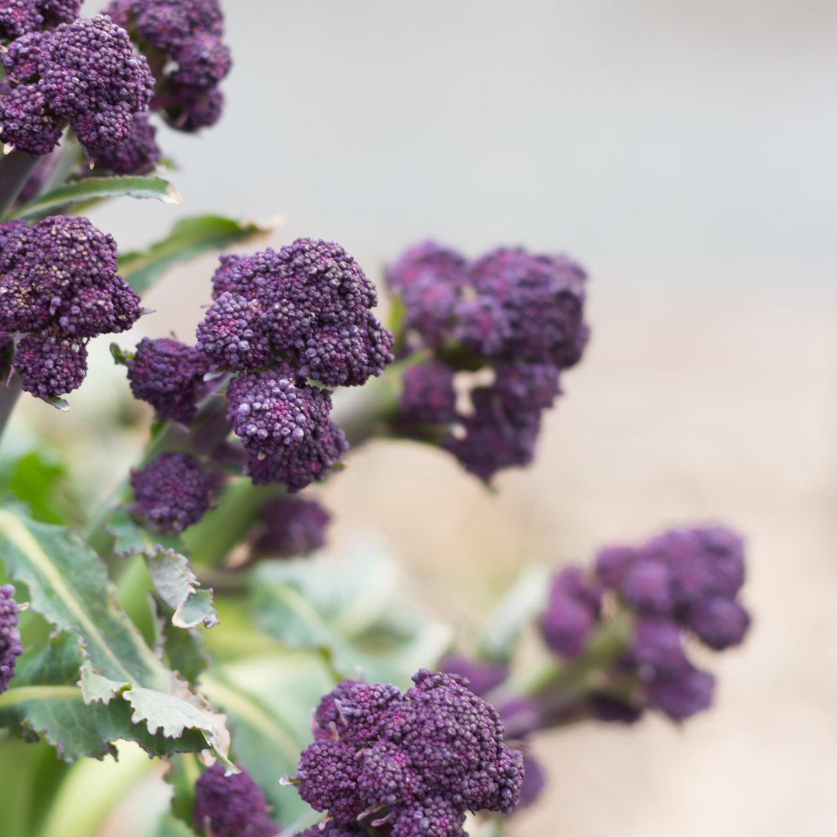 UBCgarden's tweet photo. Purple pigments known as anthocyanins protect Brassica oleracea (Italica Group) 'Summer Purple' (purple sprouting broccoli) from harsh winter rays by absorbing ultraviolet light. #ubcgarden #broccoli https://t.co/AaBzeDVtzL