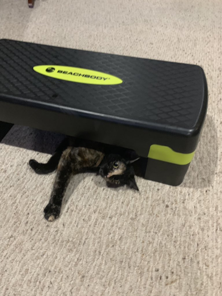lysh05's tweet photo. When you are trying to finish your workout but your cat loves your #transform20 step 🐱 #workoutbuddy https://t.co/dmfusmanQe