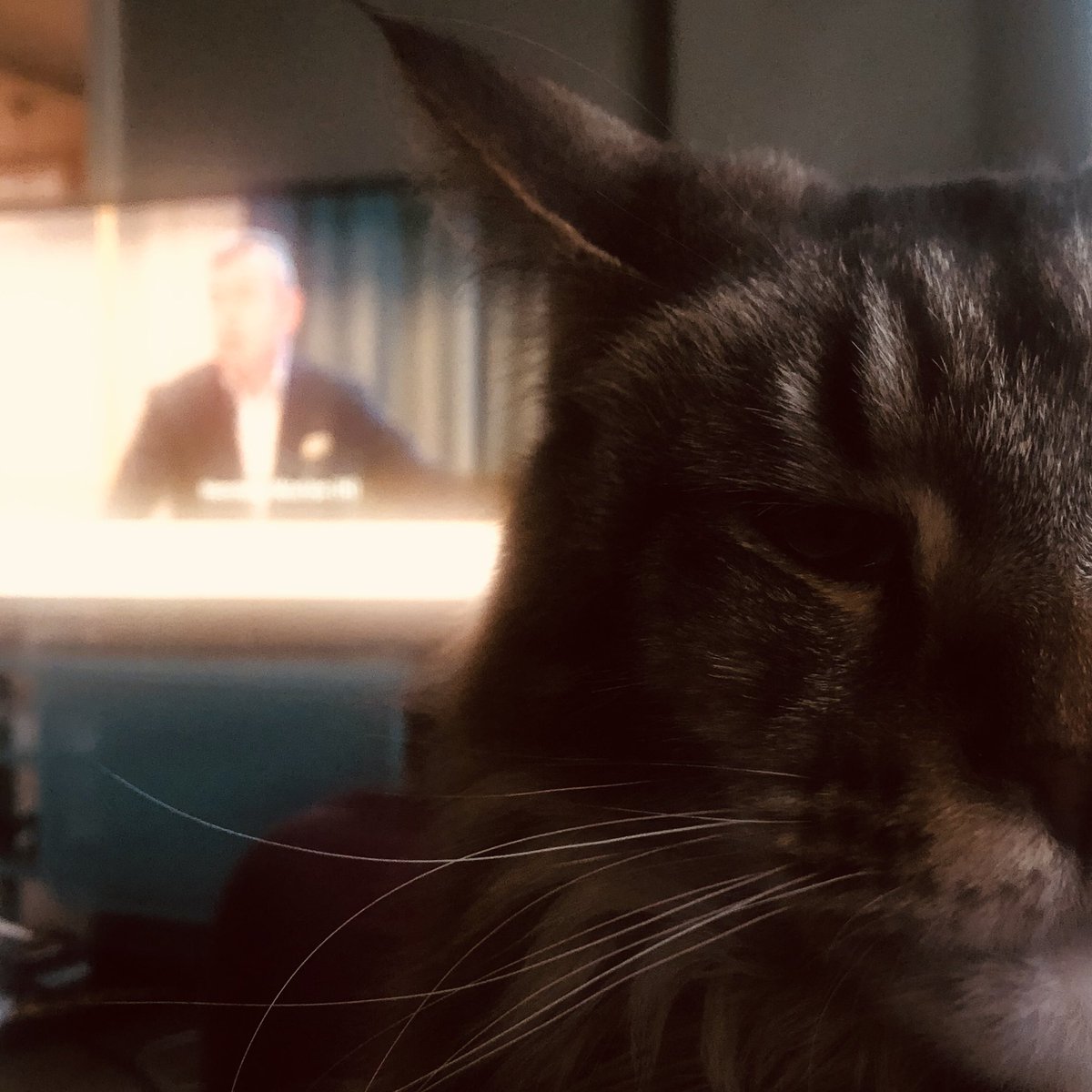 MortenMyksvoll's tweet image. Nancy følgjer med på rådhusdebatten til bystyret. Ikkje riv. #beby 
Mine bidrag til debatten: 
Den utskjelte skjønnheita – bt.no/article/bt-8w8…
Vandalane står ved porten – bt.no/article/bt-ng3…