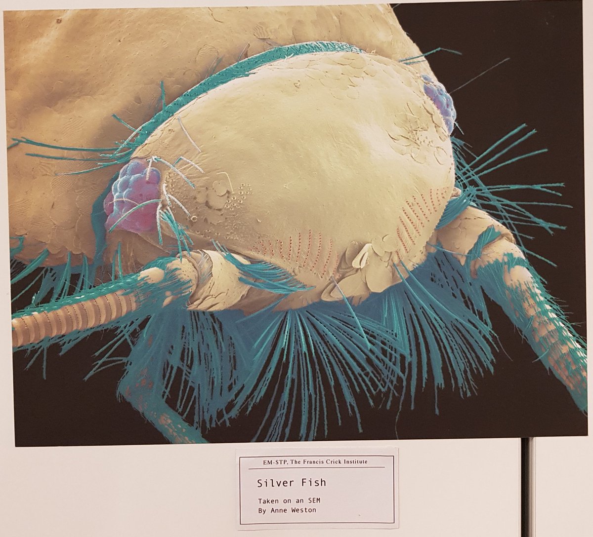 martinjones78's tweet photo. Check out some of the false-coloured images by our resident award winning expert Anne Weston! Looking forward to seeing the images people create at the #CrickLate tonight!
@TheCrick @EM_STP #CrickLates https://t.co/jEwh2xHazg