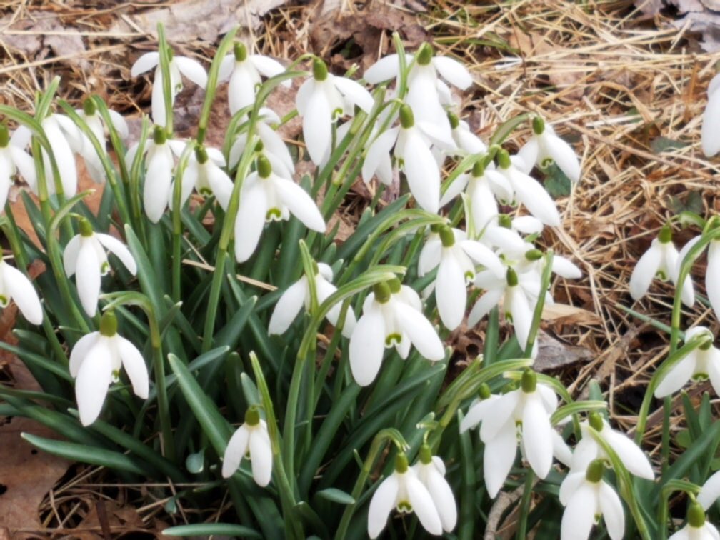 verosko's tweet photo. Spring โsnowdriftsโ spotted at Gunpowder State Park #FirstFlowersOfSpring https://t.co/IeaV2Fpn5t
