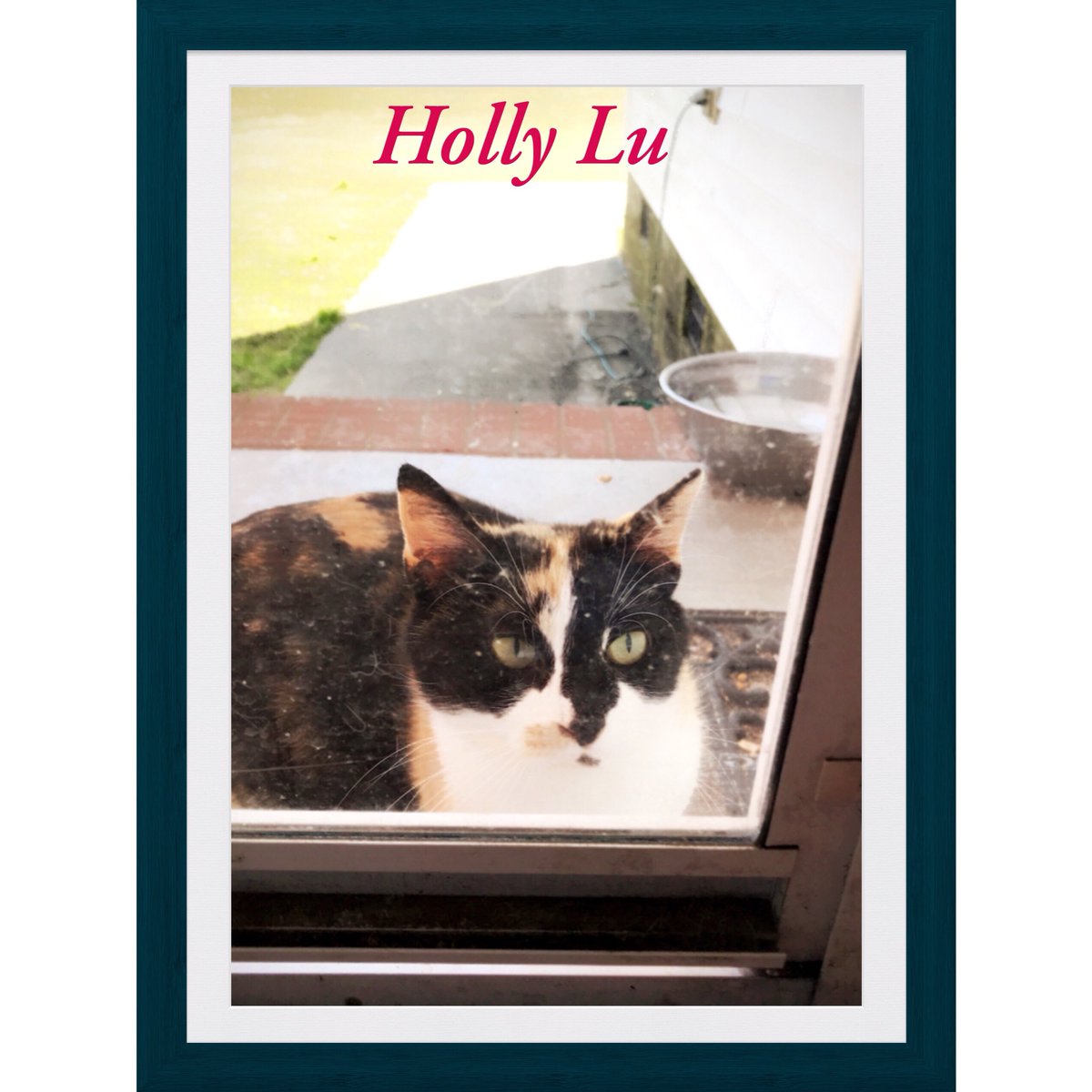 #MyNaturalCat This is one of 25-30 cats we’ve been feeding since 3/17 of our neighbors who won’t spay/neuter theirs. I’ve been getting them fixed through free programs all by myself and it’s not easy. I’m an Independent Rescuer. Is there any way I can get donated food/coupons?