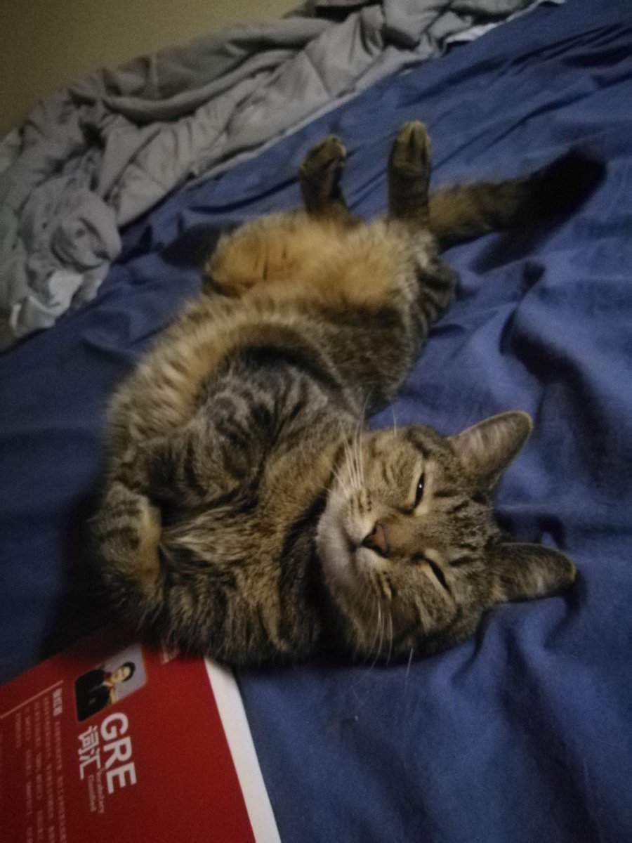 ThePointePA's tweet photo. Let's all welcome Winnie to the #pointefam.  We do hope you enjoy your new home Winnie.  #catsareawesome #lookatthatbelly https://t.co/6zwu3cT5Qb