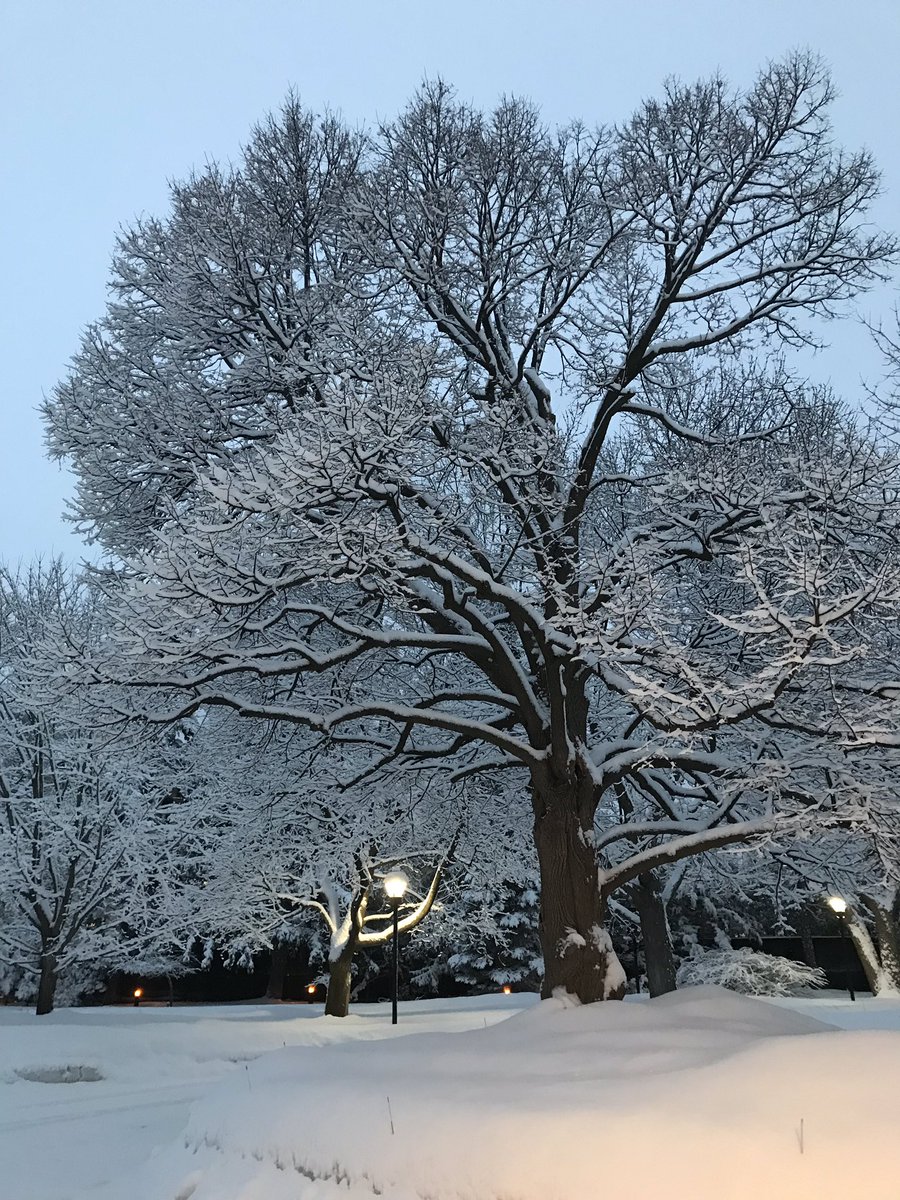 SusanleJeuneUK's tweet image. The garden looks magical tonight after another heavy snowfall #notSpringyet