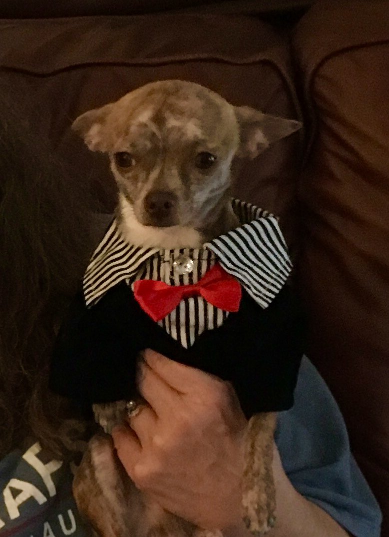 kathyZiegler4's tweet photo. Apple Jack in his New Years Suit 2019 https://t.co/kartdkG4OP