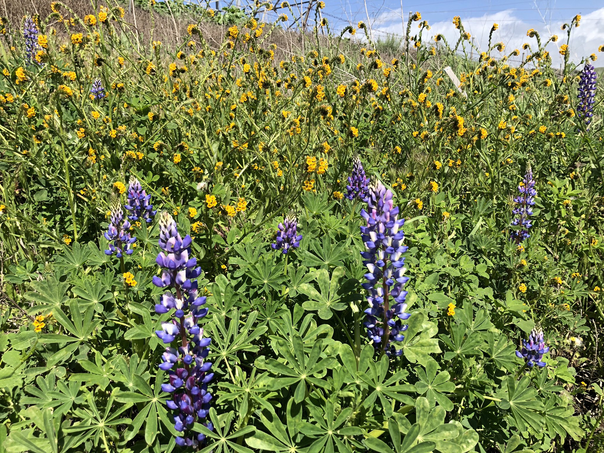OC Waste & Recycling on Twitter "Look what’s blooming in San Juan