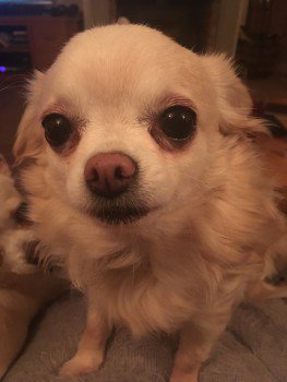 99+ Brown Chihuahua Floppy Ears