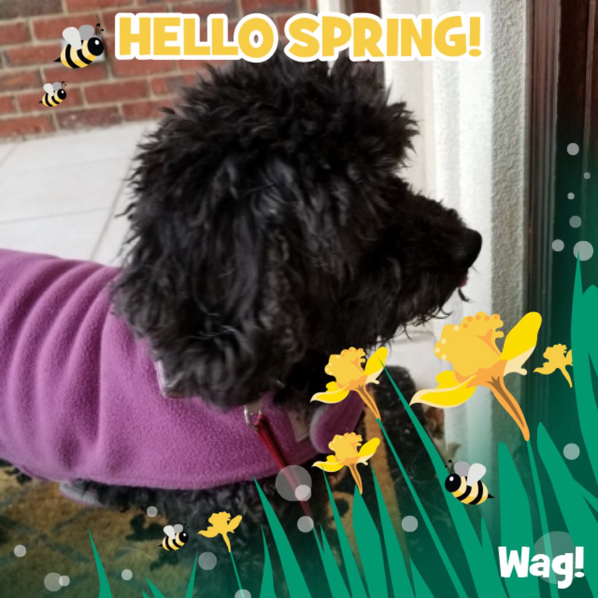 daphanknee's tweet image. Just got my dog walked by Wag! Thanks so much @WagWalking!