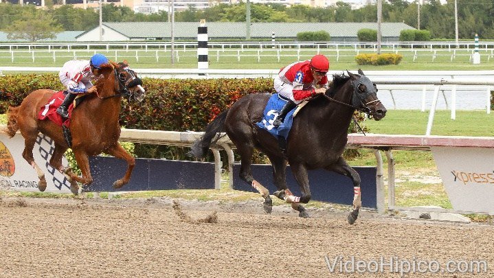 CaribePalma's tweet image. #Hipismo #ChampionshipMeet #3Portal en gran forma y muy fácilmente captura la 3ra de #GulfstreamPark , yunta @JulienLeparoux y Ian Wilkes 
Enlace..
youtu.be/C28WrAEYvRY