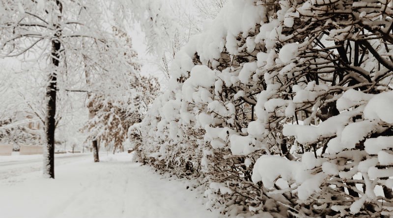 .@lawnlove now accepting with snow removal contractors on its platform. #snowandice #landscaping #colorado #snowremoval coloradopatioandlandscape.com/business-manag…