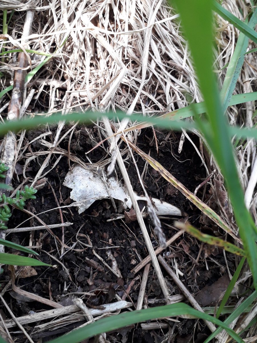 MtnExpertise's tweet photo. Amazing what you see and find when hanging out at Tremadog. #fungi #birdskull #oakbracket https://t.co/PfdRh1yPFj
