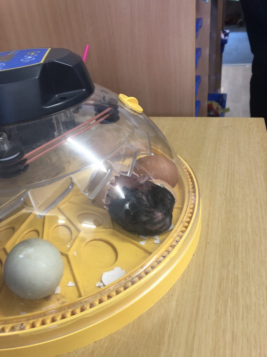 HMillSchool's tweet photo. Such an exciting day in Reception watching our chicks hatch!! ๐ฃ๐ฅ #4sofar #veryexcitedchildren https://t.co/4E0WFWl6mA