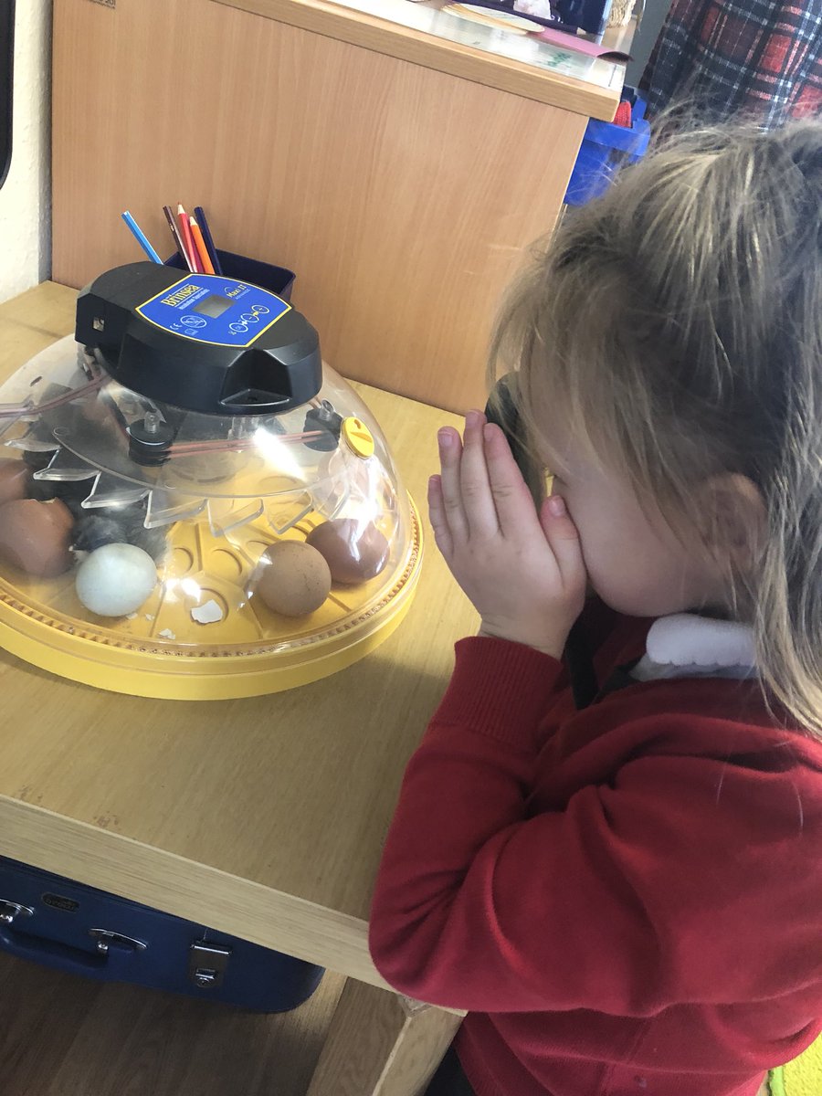 HMillSchool's tweet photo. Such an exciting day in Reception watching our chicks hatch!! ๐ฃ๐ฅ #4sofar #veryexcitedchildren https://t.co/4E0WFWl6mA