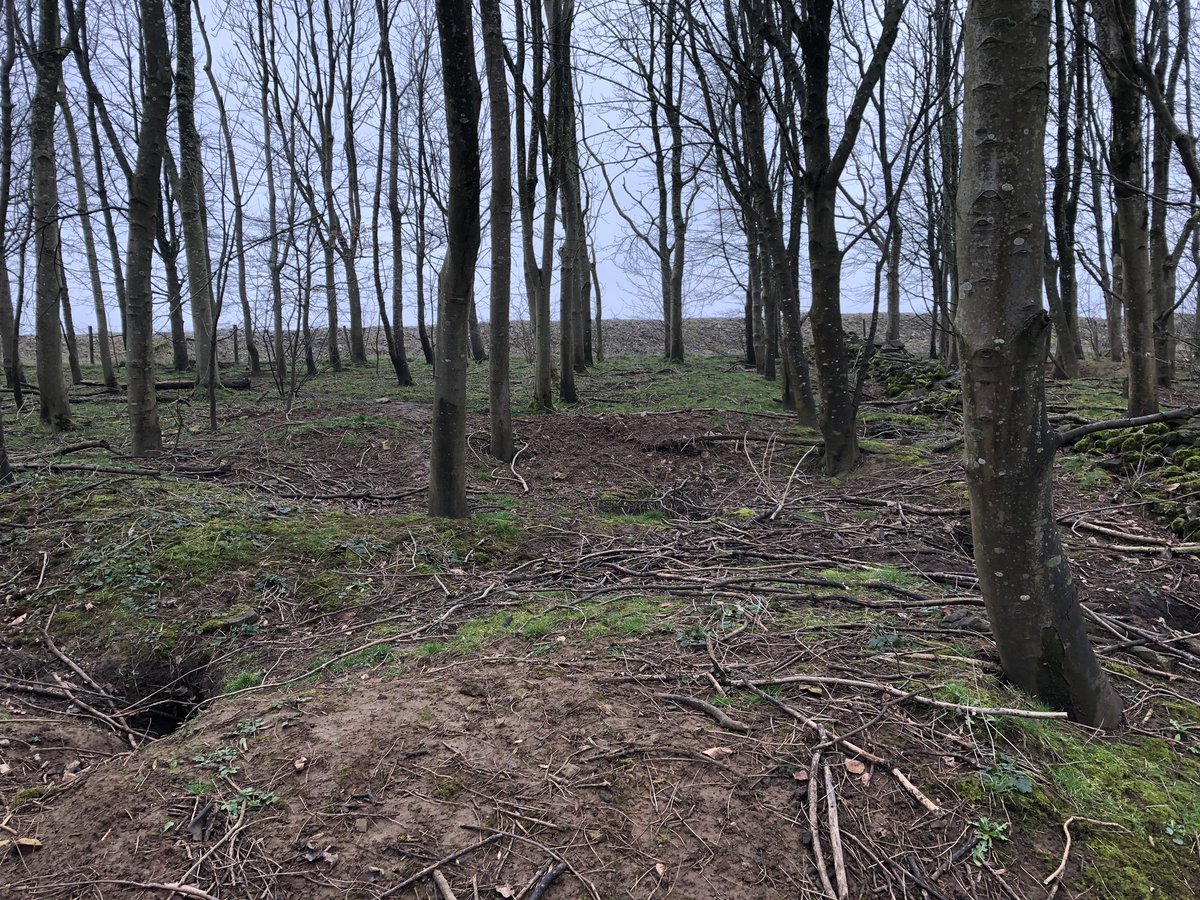 WhitcherWild's tweet image. There’s a little bit of fresh activity around this badger sett. #badger #badgers #badgersett #badgersurvey #ecology #PeakDistrict