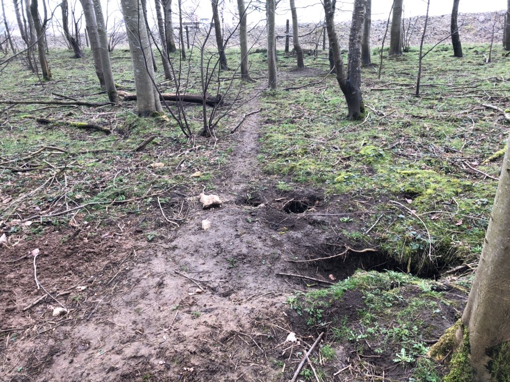 WhitcherWild's tweet image. There’s a little bit of fresh activity around this badger sett. #badger #badgers #badgersett #badgersurvey #ecology #PeakDistrict