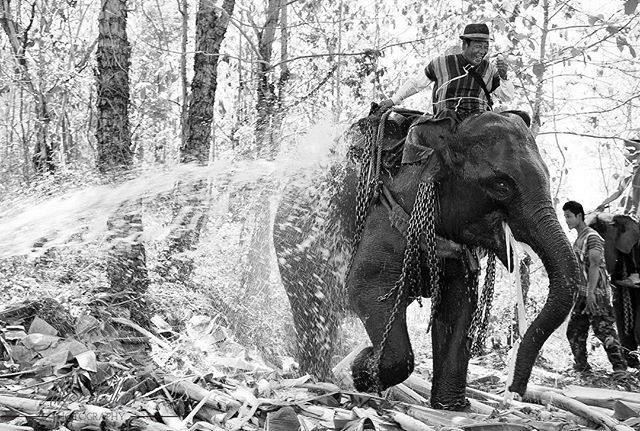 Happy Thai National Elephant Day /Chang Thai Day/ วันช้างไทย aka my favorite holiday of the year! Take a moment to respect and love these amazing and intelligent animals.
 A Karen man and his elephant get a shower at an Elephant Day Celebration in Mae Pa… ift.tt/2UAkTD4