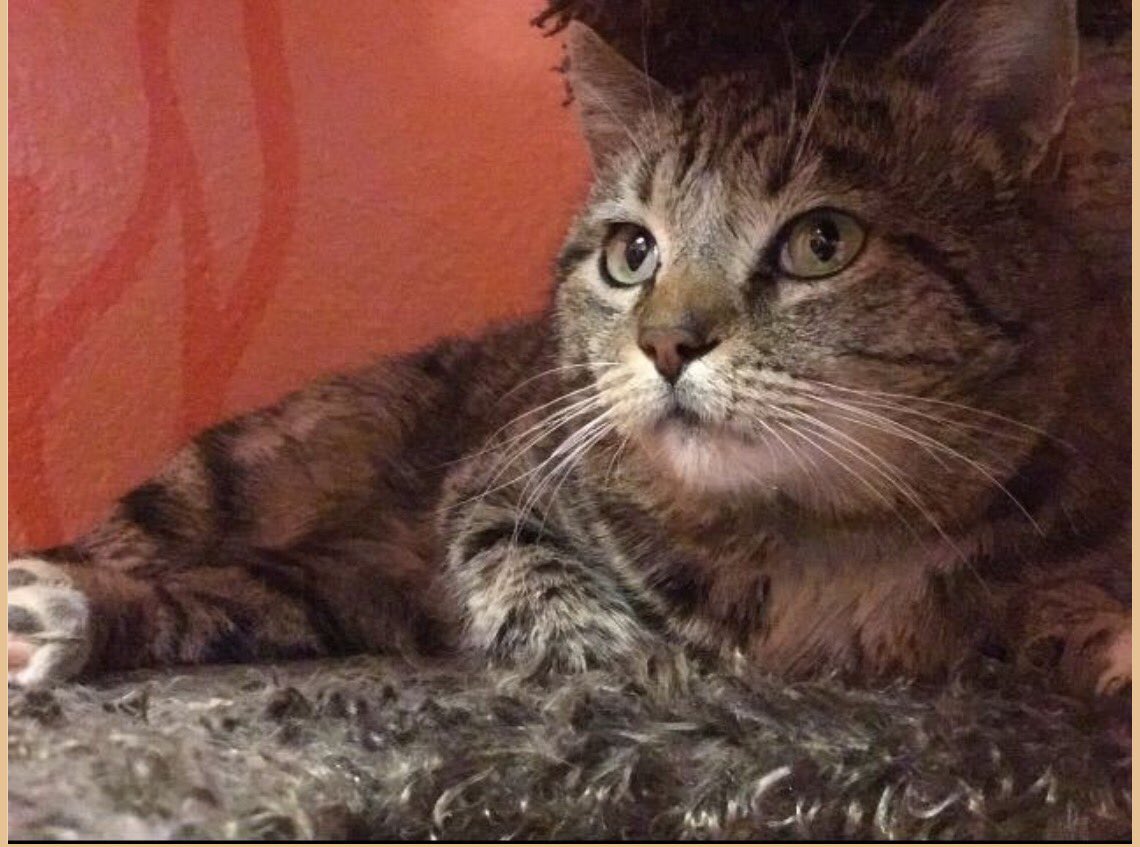 My name is Henry &amp; I'm an easy going guy looking for love! I'm FIV+ but that just means my immune system is sensitive and I should only live by myself or with other FIV+ cats. Don't worry though, I am capable of living a long and normal life! Please don't pass me by!
(male-4yrs)