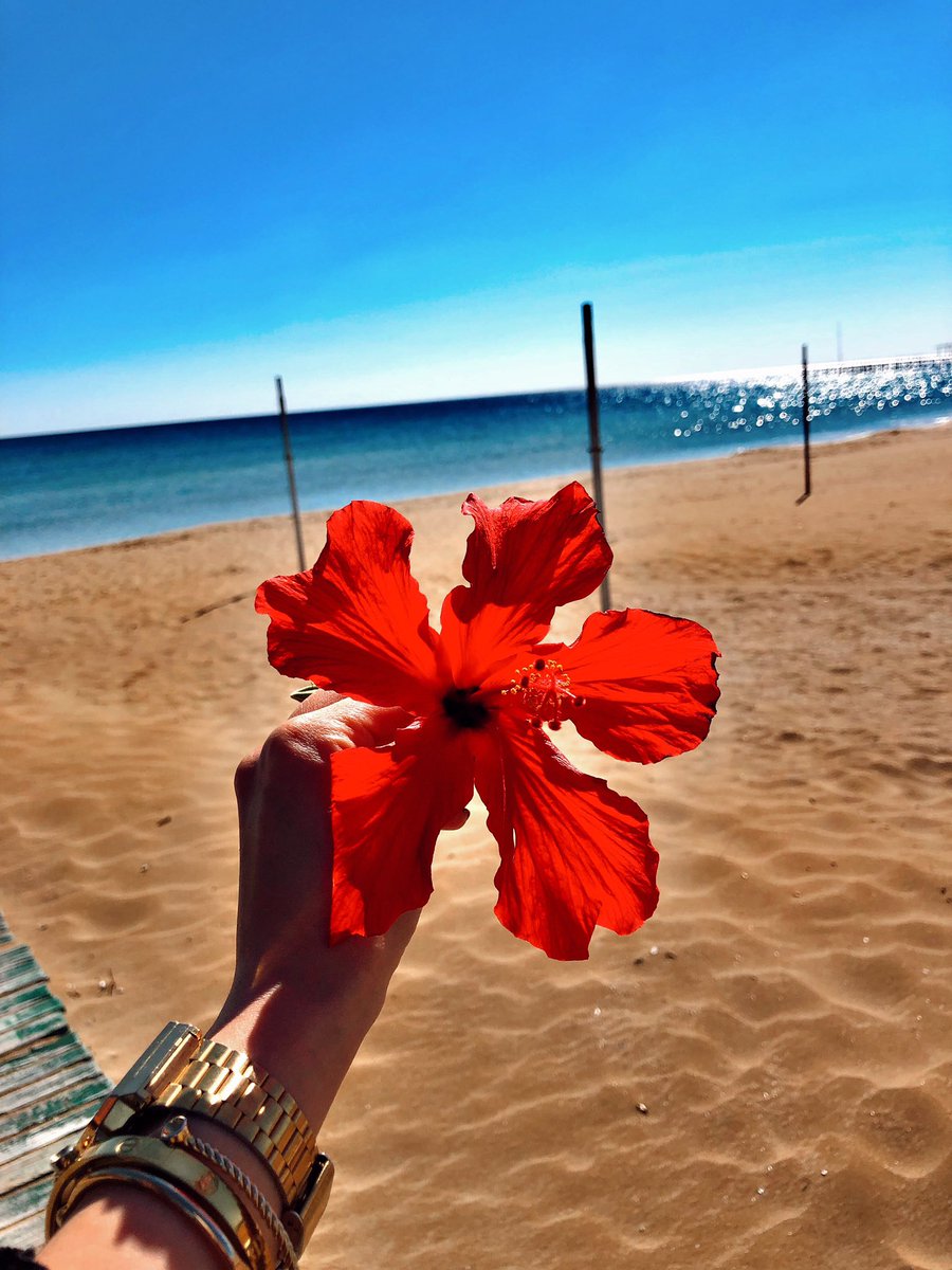 GGokyildizz's tweet photo. 🌺 #mood https://t.co/kjAZyBUenY
