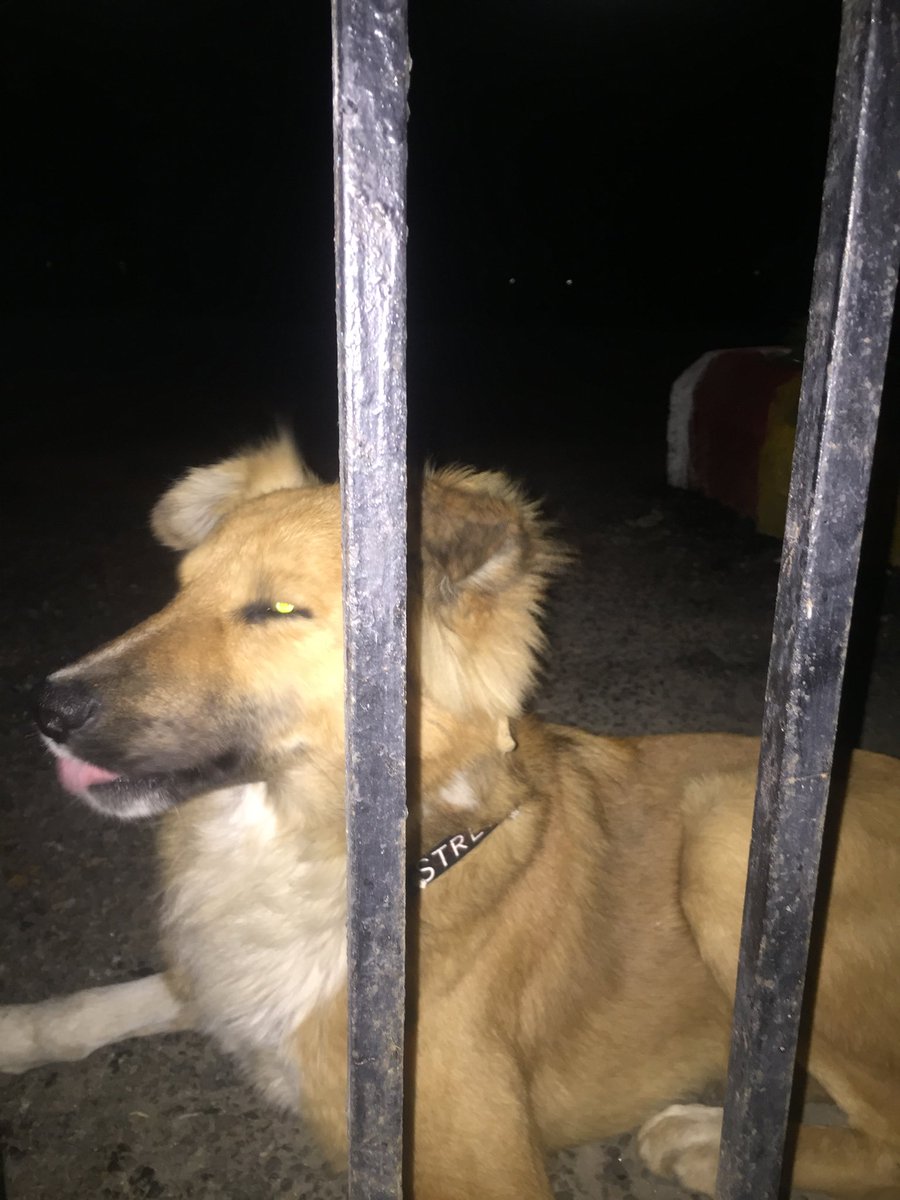ashutosh83B's tweet photo. This dog seems lost. Found at the gate of Express View Apt, Pocket B, Sector 105, NOIDA near the petrol pump. The collar spells “STRETCH”. Very friendly. Please spread the word so that he is reunited with his family. https://t.co/avPxK8yVur