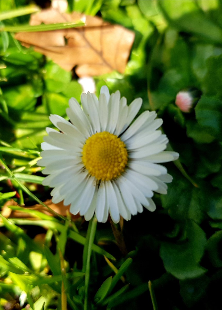 🌼
#daisy #flowers #flowerphotography #loveflowers #plant #scent #nature #naturephotography #flowersofinstagram #flowerstagram #petals #flowerflower #flowerporn #flowerpower #photography #photographylovers #UK